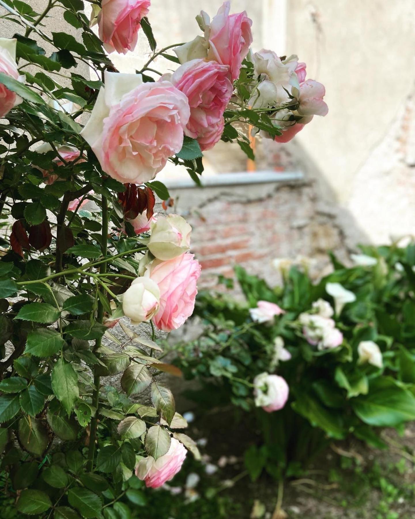 Victoria House B&B Pisa Eksteriør bilde
